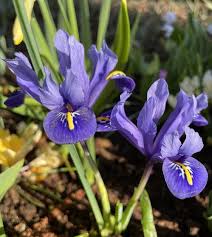 Attēlu rezultāti vaicājumam “Iris reticulata”