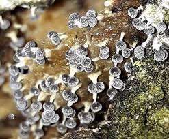 Attēlu rezultāti vaicājumam “Physarum leucopus”