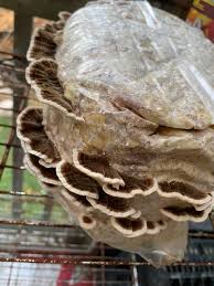 Attēlu rezultāti vaicājumam “Trametes versicolor”