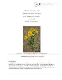 Attēlu rezultāti vaicājumam “Aphis jacobaeae”