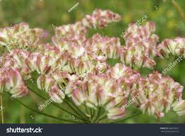 Attēlu rezultāti vaicājumam “Laserpitium latifolium flower”