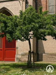 Attēlu rezultāti vaicājumam “Mespilus germanica”