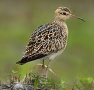 Image result for Numenius minutus