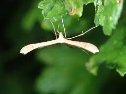 Attēlu rezultāti vaicājumam “Stenoptilia pterodactyla”