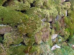 Attēlu rezultāti vaicājumam “Trilophozia quinquedentata”