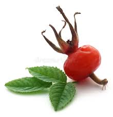 Attēlu rezultāti vaicājumam “Rosa majalis fruit”