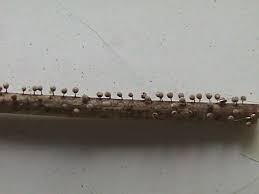 Attēlu rezultāti vaicājumam “Craterium leucocephalum”