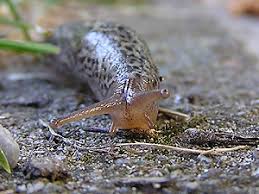 Attēlu rezultāti vaicājumam “Limax maximus”