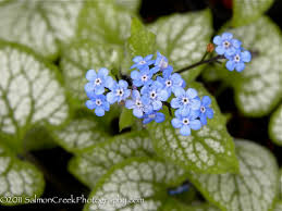Image result for Brunnera `Jack Frost`