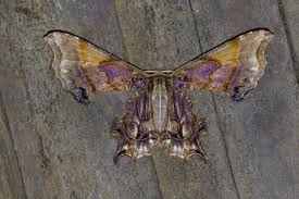 Attēlu rezultāti vaicājumam “Zanclognatha tarsipennalis”