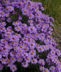 Image result for Aster novi-belgii