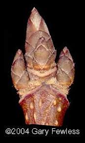 Attēlu rezultāti vaicājumam “Acer saccharinum bud”