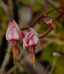 Attēlu rezultāti vaicājumam “Oxycoccus microcarpus leaf”