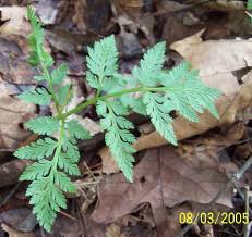 Attēlu rezultāti vaicājumam “Botrychium virginianum”