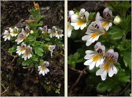 Attēlu rezultāti vaicājumam “Euphrasia”