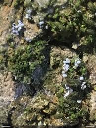 Attēlu rezultāti vaicājumam “Badhamia capsulifera var. arborea”