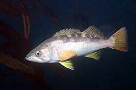 Image result for Sebastes