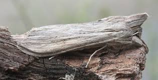 Attēlu rezultāti vaicājumam “Cucullia umbratica”