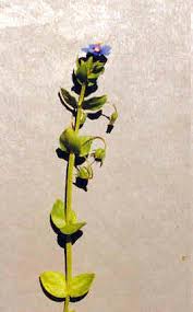 Attēlu rezultāti vaicājumam “Anagallis arvensis”