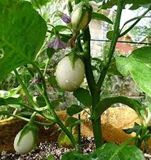 Afbeeldingsresultaat voor bianca a uovo eggplant