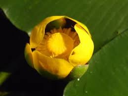 Attēlu rezultāti vaicājumam “Nuphar lutea flower”