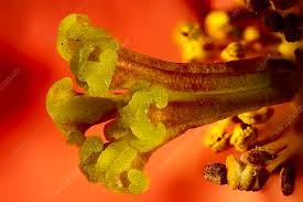 Attēlu rezultāti vaicājumam “Cydonia oblonga flower”