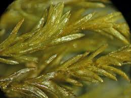 Attēlu rezultāti vaicājumam “Cinclidotus danubicus”