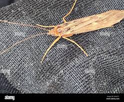 Attēlu rezultāti vaicājumam “Potamophylax”