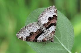 Attēlu rezultāti vaicājumam “Xanthorhoe designata”