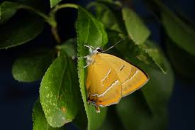 Attēlu rezultāti vaicājumam “Thecla betulae male”