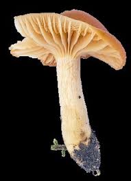 Attēlu rezultāti vaicājumam “Hygrocybe pseudoconica”