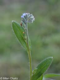 Attēlu rezultāti vaicājumam “Myosotis stricta fruit”
