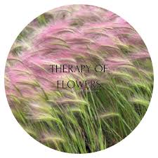 Attēlu rezultāti vaicājumam “Hordeum jubatum”