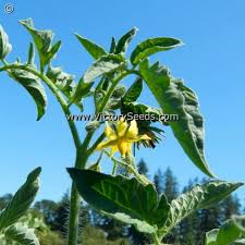 Afbeeldingsresultaat voor marmande jaune tomato