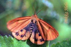 Attēlu rezultāti vaicājumam “Diacrisia sannio female”