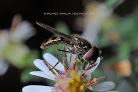 Attēlu rezultāti vaicājumam “Syrphidae”