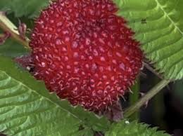 Attēlu rezultāti vaicājumam “Bistorta major fruit”