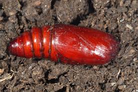 Attēlu rezultāti vaicājumam “Noctua fimbriata larva”