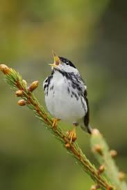 Image result for Dendroica striata