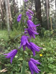 Attēlu rezultāti vaicājumam “Campanula rapunculoides”