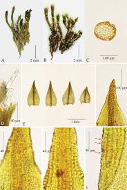 Attēlu rezultāti vaicājumam “Didymodon rigidulus sporophyte”