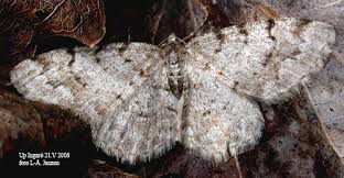 Attēlu rezultāti vaicājumam “Aethalura punctulata”