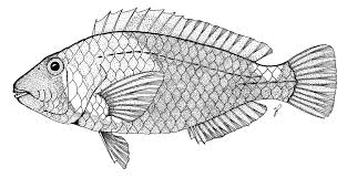 Image result for Sparisoma cretense