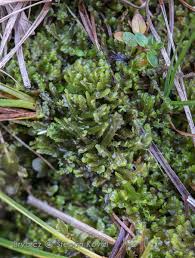 Attēlu rezultāti vaicājumam “Harpanthus flotovianus”