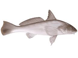 Image result for Menticirrhus americanus