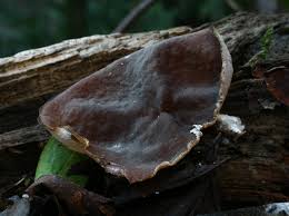 Attēlu rezultāti vaicājumam “Propolis farinosa”