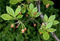 Attēlu rezultāti vaicājumam “Menziesia ferruginea”