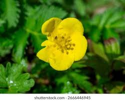 Attēlu rezultāti vaicājumam “Potentilla reptans flower”