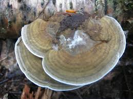 Attēlu rezultāti vaicājumam “Daedaleopsis confragosa”