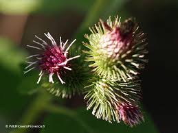 Attēlu rezultāti vaicājumam “Arctium lappa”